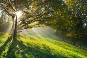 Sun shining through tree, Holzfeld, Boppard, Rhein-Hunsrueck-District, Rhineland-Palatinate, Germany Sun shining through tree, Holzfeld, Boppard, Rhein-Hunsrueck-District, Rhineland-Palatinate, Germany